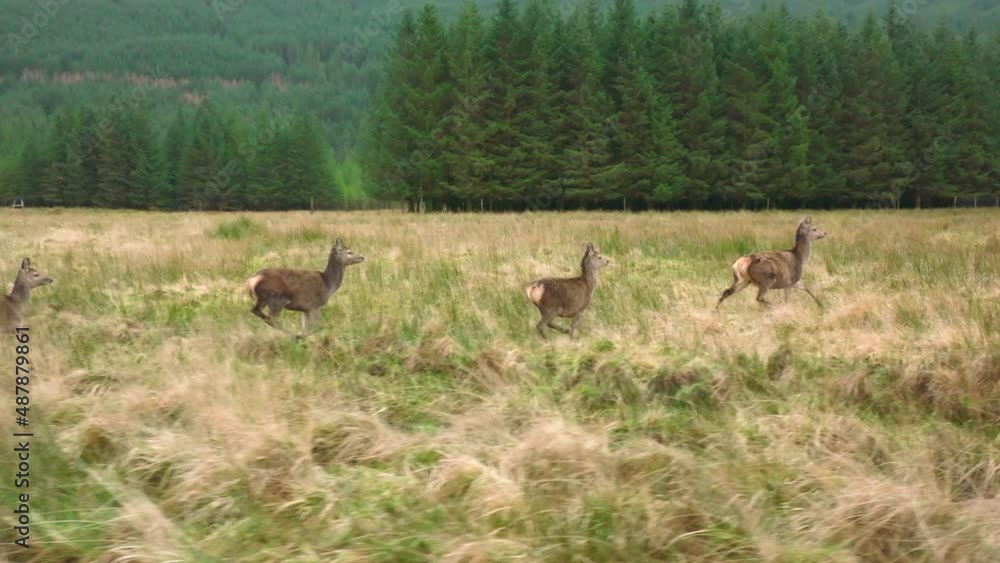 A Herd of Red Deer Hinds Running in the Scottish Highlands in Slow Motion A Herd of Red Deer Hinds Running in the Scottish Highlands in Slow Motion
