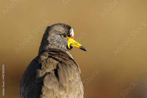 African Wattled Lapwing, Kruger National Park © Kim