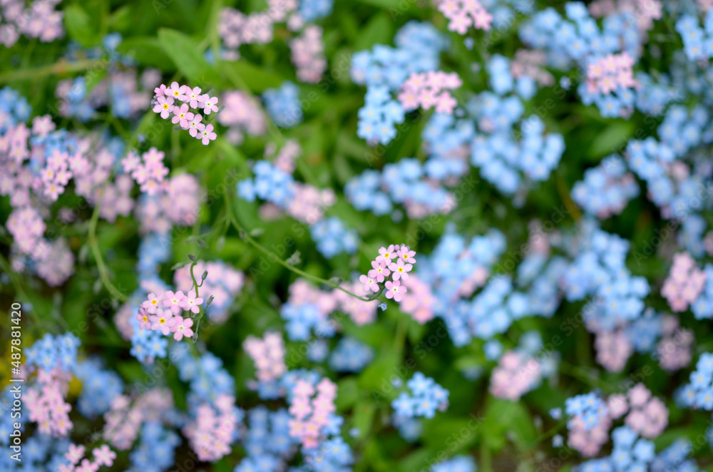 blurred floral background forest forget-me-nots