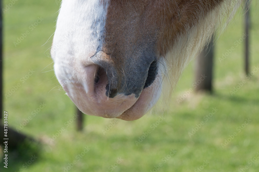 Close up of domestic horse muzzle with green field on background. Close up of domestic horse muzzle with green field on background.