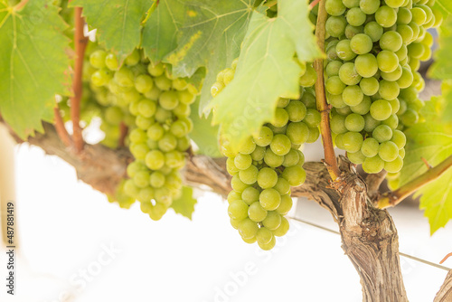  Uvas Niagara são uma variedade da espécie de uva norte-americana Vitis labrusca (família botânica Vitaceae ) e são usadas como uvas de mesa e para vinhos , além de geléias e sucos. photo
