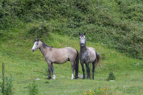 Two white horses on a green meadow in a summer time.