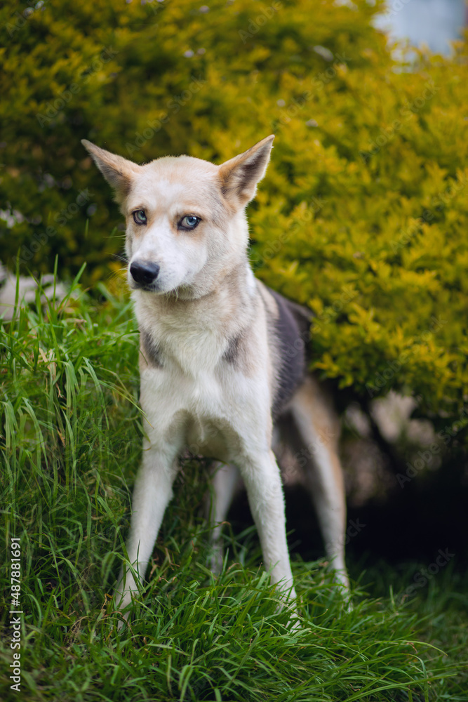 Portrait of a beautiful white husky with black and beige spots, with bright blue eyes and a black shiny nose, standing and showing disbelief, in a park on sunny day against the backdrop of yellow bush