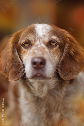 portrait of a beautiful cute brown and white spaniel dog with a brown nose, orange eyes and a tired look on an orange background