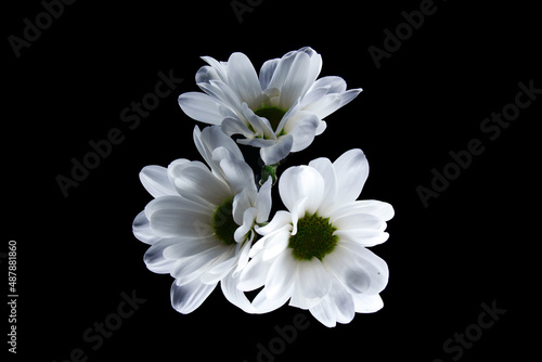 Margaretki, kwiaty niczym stokrotki. białe płatki w kompozycja na pulpit. tło i tekstura tła dla życzeń na święto kobiet, mamy, wielkanoc. dla niej i dla niego kwiaty pełne miłości.