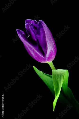 Niebieski tulipan, idealny do życzeń na dzień Babci, na święta wielkanocne i jako tapeta i tekstura jako tło. 