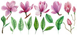 Set of watercolor pink magnolia flowers and leaves. Hand-drawn. Watercolor botanical illustration.