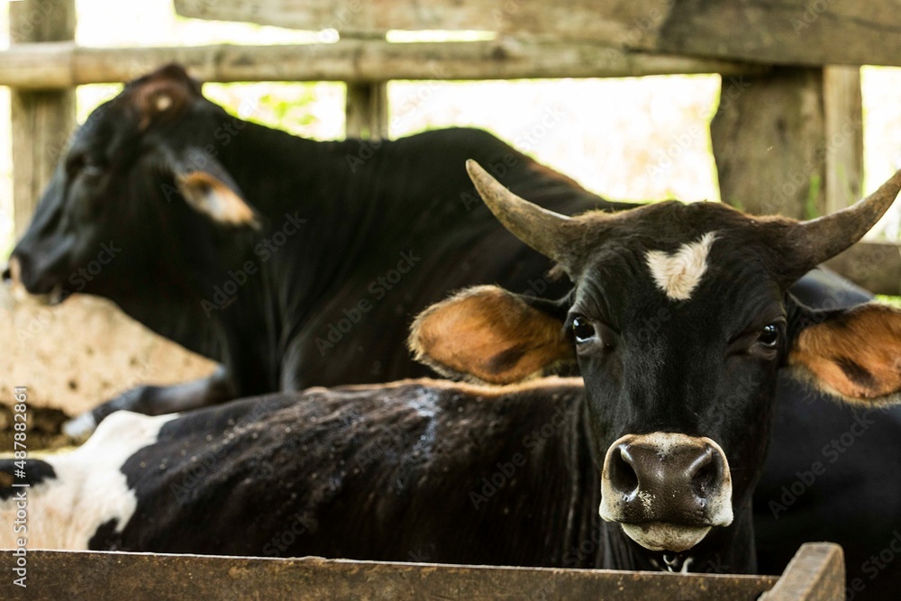Gado-bovino-doméstico (nome científico: Bos taurus) é uma espécie de ...