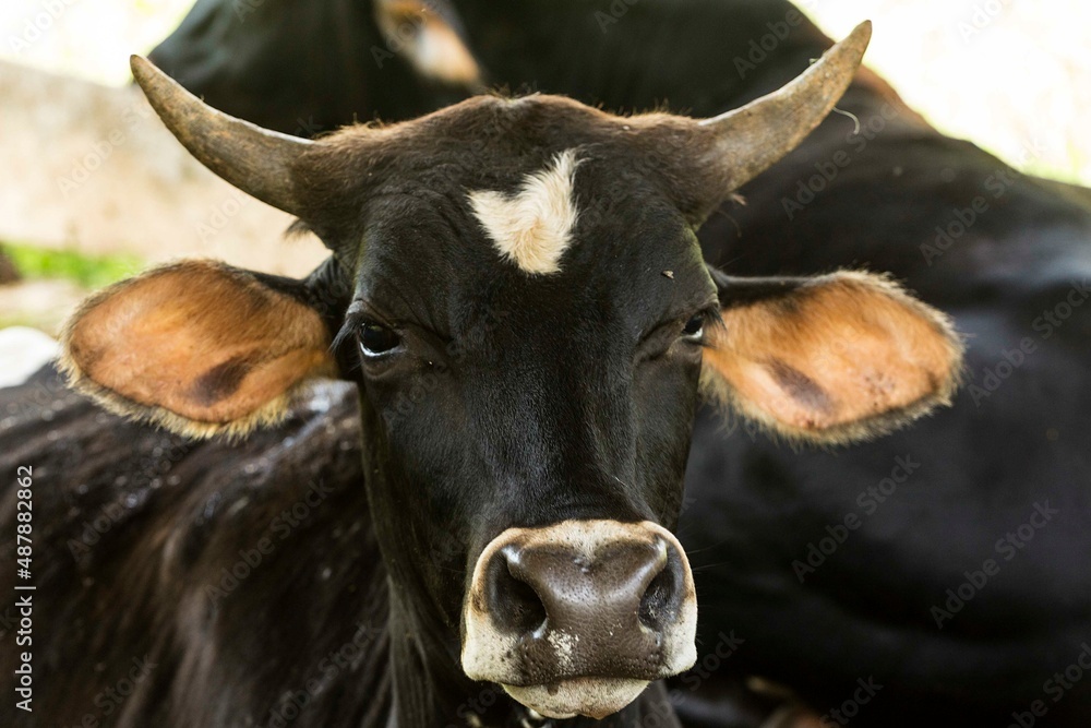 Gado-bovino-doméstico (nome científico: Bos taurus) é uma espécie de ...