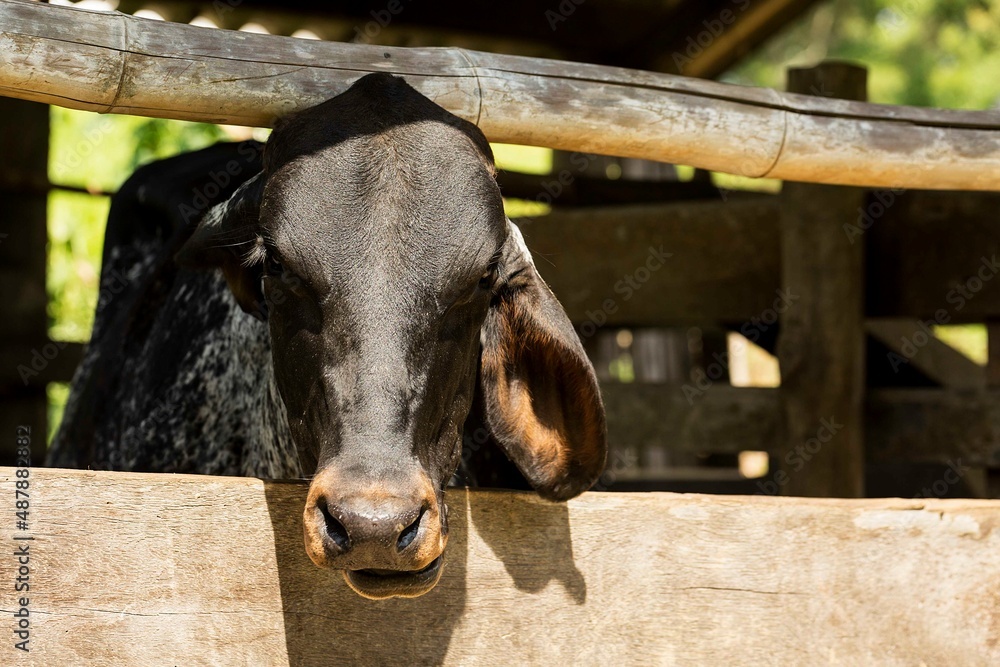 Gado-bovino-doméstico (nome científico: Bos taurus) é uma espécie de ...