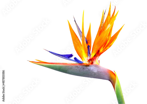 Tableau sur toile Strelitzia on White