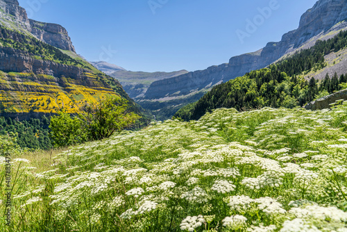 Views of the Ordesa valley with white flowers in the foreground.