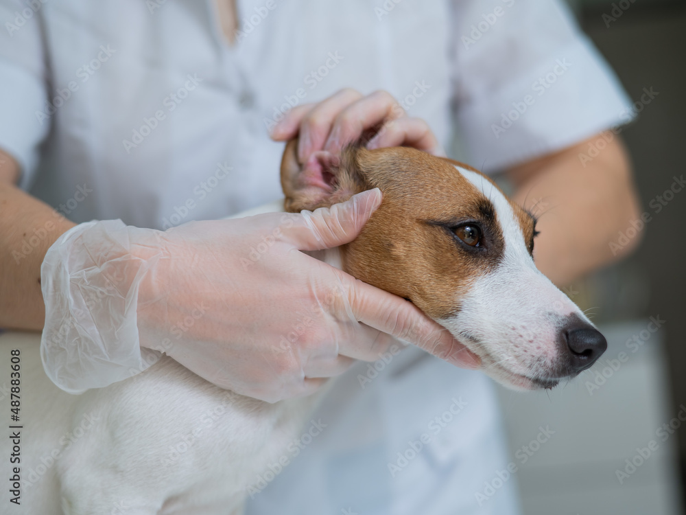 The veterinarian examines the dog's ears. Jack Russell Terrier Ear