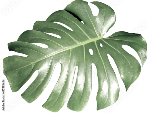 Monstera leaf. A large leaf (Monstera deliciosa) isolated on white. 