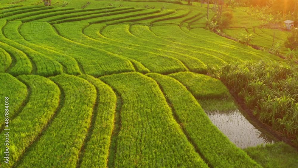 sunset light time bali island flight over famous rice terrace aerial panorama 4k indonesia sunset light time bali island flight over famous rice terrace aerial panorama 4k indonesia