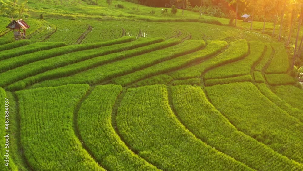 sunset light time bali island flight over famous rice terrace aerial panorama 4k indonesia sunset light time bali island flight over famous rice terrace aerial panorama 4k indonesia