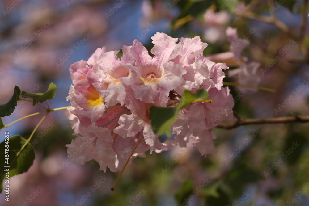 Obraz premium traditional tree of Paraguay called tajy or lapacho blooming in spring