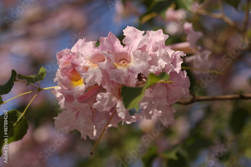 traditional tree of Paraguay called tajy or lapacho blooming in spring photo