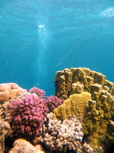 Fototapeta Naklejka Na Ścianę i Meble -  coral reef and sea