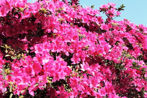 Azaleas background. Hi res. Pink azalea bush blooming in a blue day of springtime. 