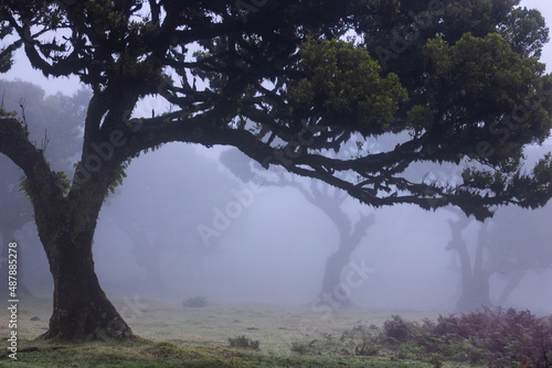 trees in the fog