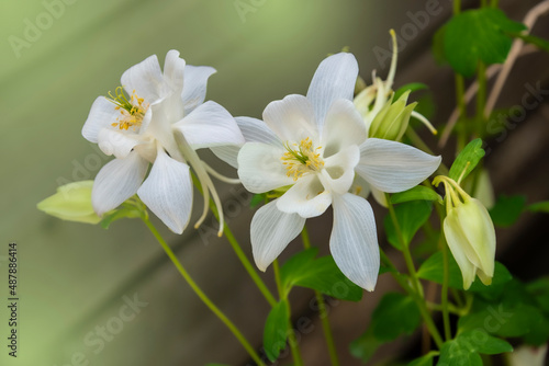 Fototapeta Naklejka Na Ścianę i Meble -  White columbine flowers against blurred garden background