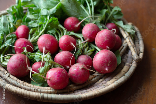 Close Up of Freshly Picked Organic Radishes in a Rustic Basket on a Wooden Table