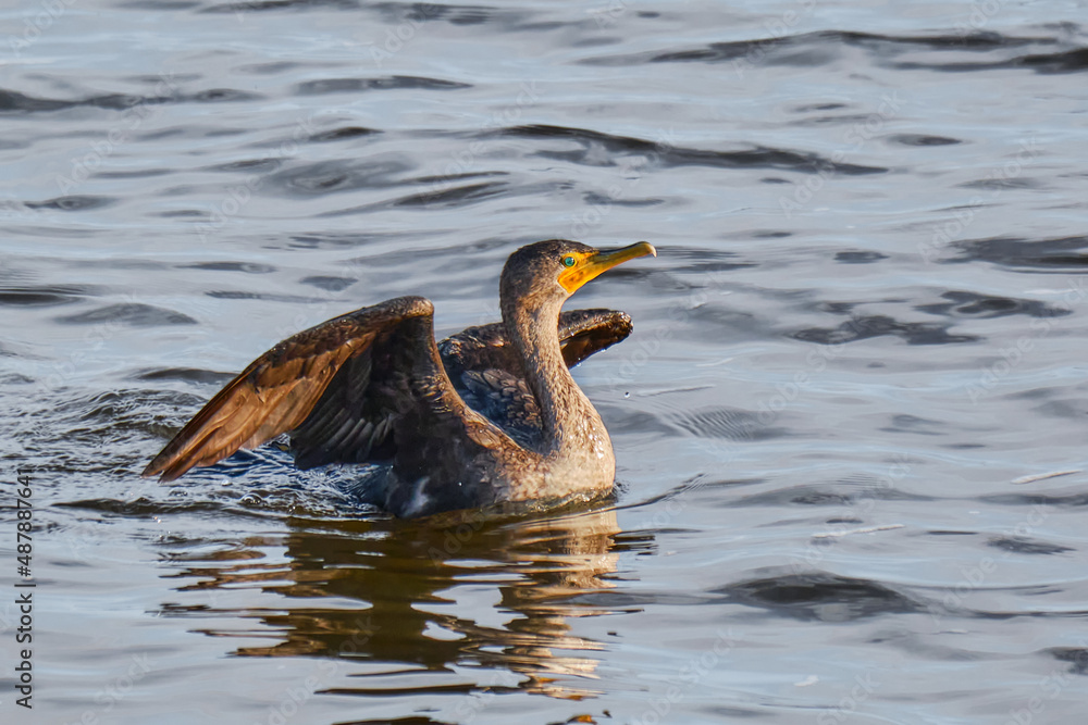 Double-crested cormorant spreads it wings on a Mississippi evening