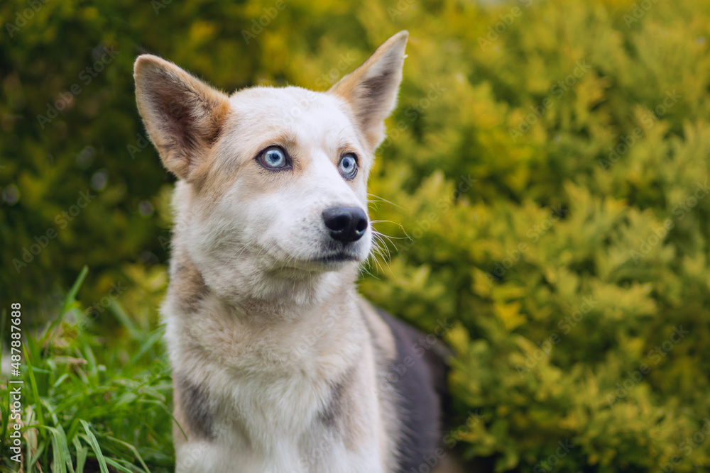 Portrait of a beautiful cute husky with bright blue eyes, a white body with beige and black spots, against the background of yellow bushes, on a sunny day in the park