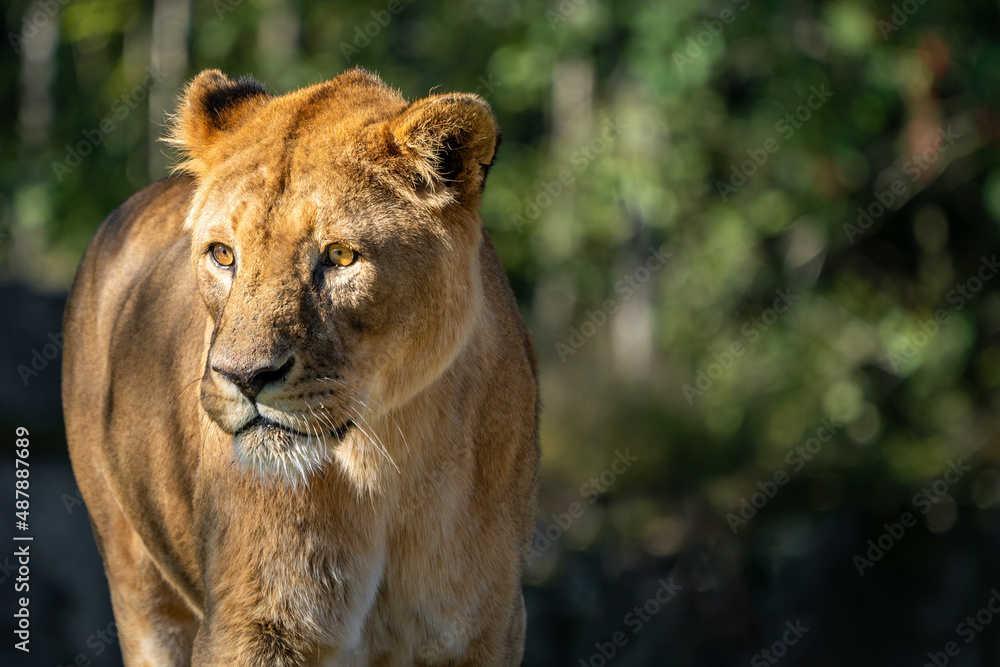 Portrait of a lion looking away from the camera. Blurred background. Portrait of a lion looking away from the camera. Blurred background.