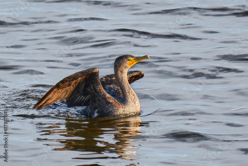 Double-crested cormorant spreads it wings on a Mississippi evening