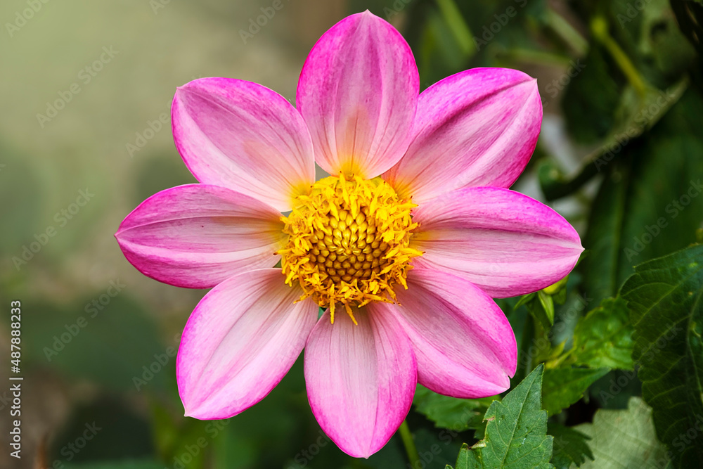 Blooming pink dahlia in the garden. Dahlia is a genus of bushy, tuberous, herbaceous perennial plants native to Mexico. Blooming pink dahlia in the garden. Dahlia is a genus of bushy, tuberous, herbaceous perennial plants native to Mexico.