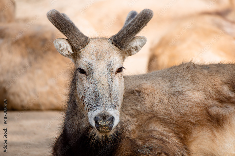 Pere David´s deer relaxed on the sand with new horns (Elaphurus davidianus) Pere David´s deer relaxed on the sand with new horns (Elaphurus davidianus)