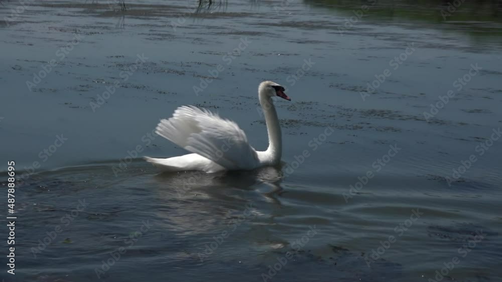 White wild bird swans on water together as a concept of fidelity and love. White swan with fluffy wings swims up to another swan and then they swim together on a wild lake pond. Bird life in the wild. White wild bird swans on water together as a concept of fidelity and love. White swan with fluffy wings swims up to another swan and then they swim together on a wild lake pond. Bird life in the wild.