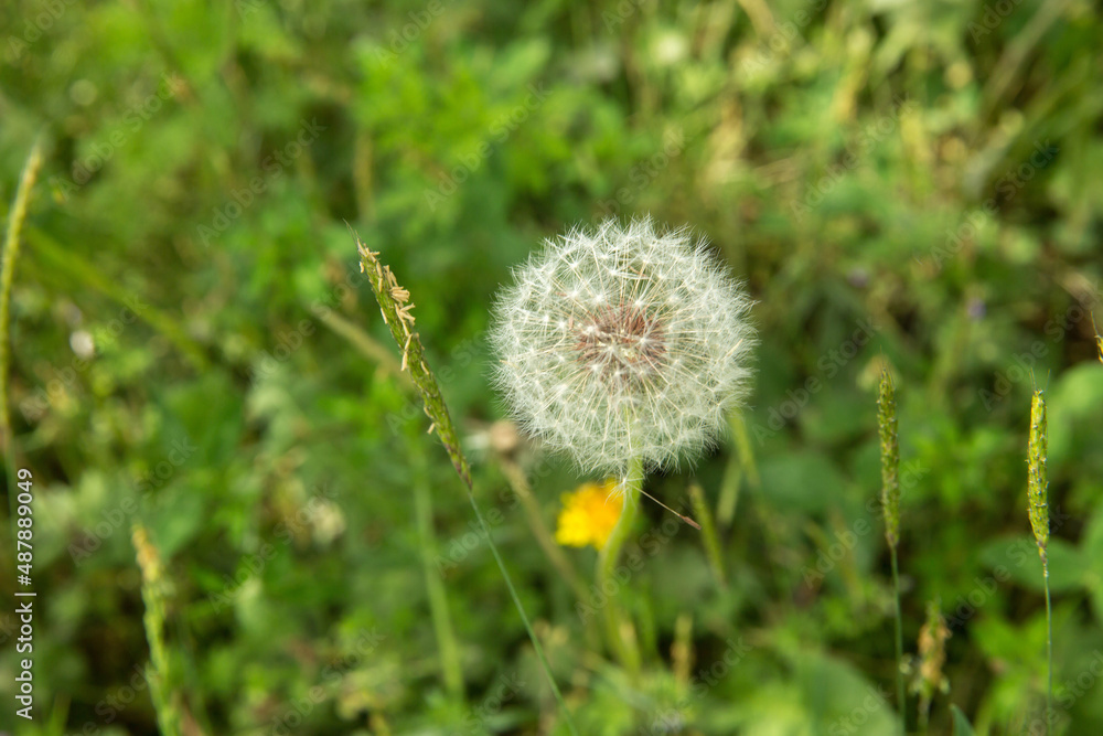 beuatiful blowing dandolion in dark green grass in springtime .Macro shot with a well-defined depth of field, White dandelion, wildflowers, botany . close up to the dandelion flower seedhead . beuatiful blowing dandolion in dark green grass in springtime .Macro shot with a well-defined depth of field, White dandelion, wildflowers, botany . close up to the dandelion flower seedhead .