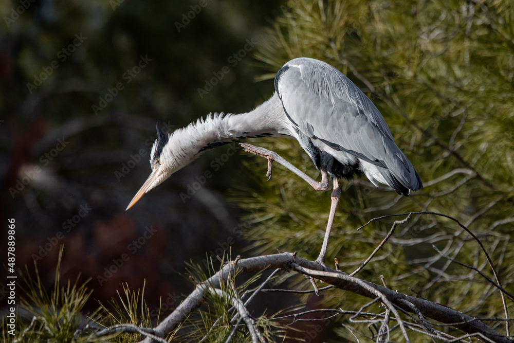 Fototapeta premium Grey heron scratching with its paw on a pine branch