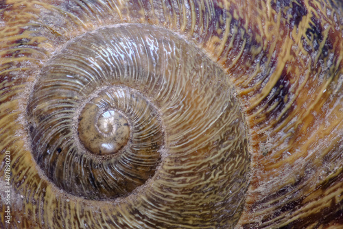 Detail of the textures of the shell of the common snail (Helix aspersa).