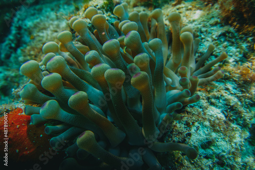 coral reef macro ,texture, abstract marine ecosystem background