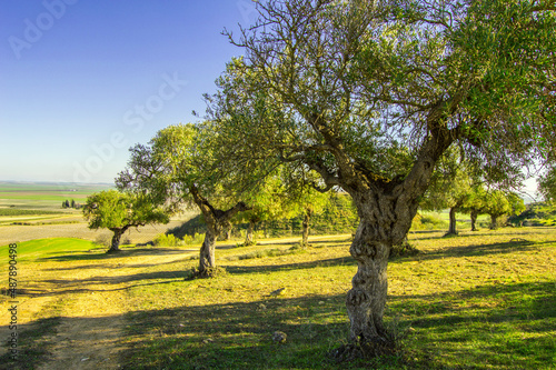 Olive tree Field in the south