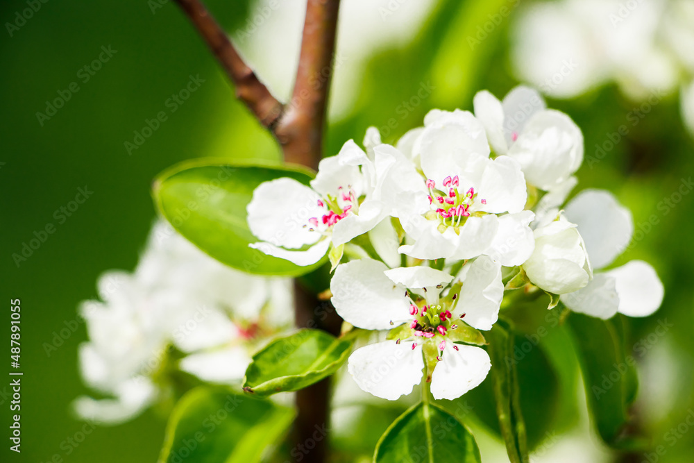 Cherry flowers on a branch close-up. Blooming tree in the garden. Cherry flowers on a branch close-up. Blooming tree in the garden.