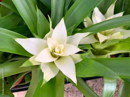 Guzmania lingulata in the greenhouse