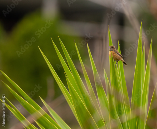 Saxicola rubicola (Cartaxo comum) female songbird, Braga, Portugal. photo
