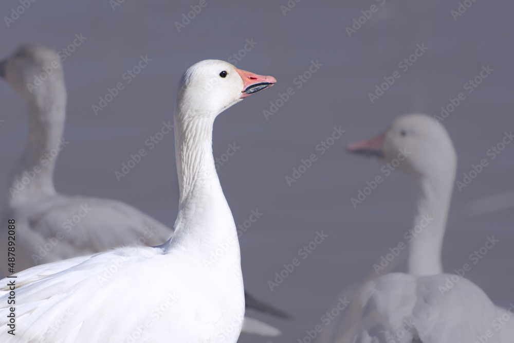 Single snow goose in a wetland pond at Bosque del Apache National Wildlife Refuge New Mexico.Showing the prominent grin patch Single snow goose in a wetland pond at Bosque del Apache National Wildlife Refuge New Mexico.Showing the prominent grin patch