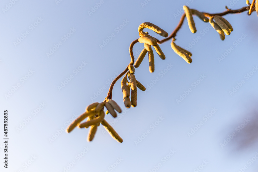Fototapeta premium Baum Frucht Samen