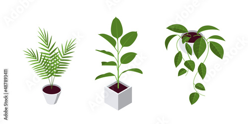 Isometric pot plants icons in flat style, vector