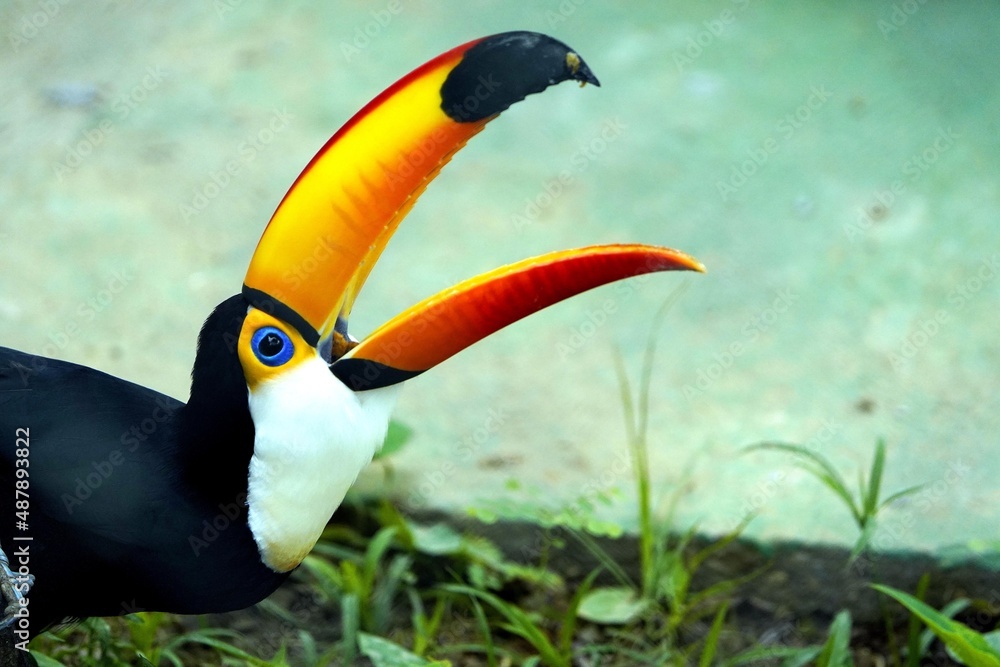 Fototapeta premium The toco toucan (Ramphastos toco), also known as the common toucan or giant toucan, is the largest and probably the best known species in the toucan family.