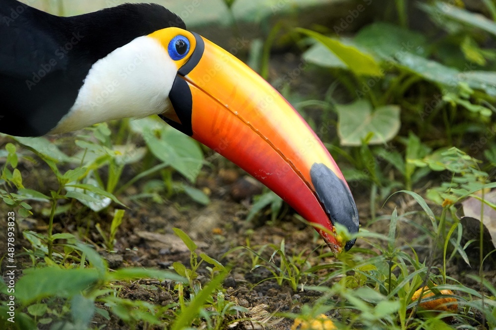 Fototapeta premium The toco toucan (Ramphastos toco), also known as the common toucan or giant toucan, is the largest and probably the best known species in the toucan family.