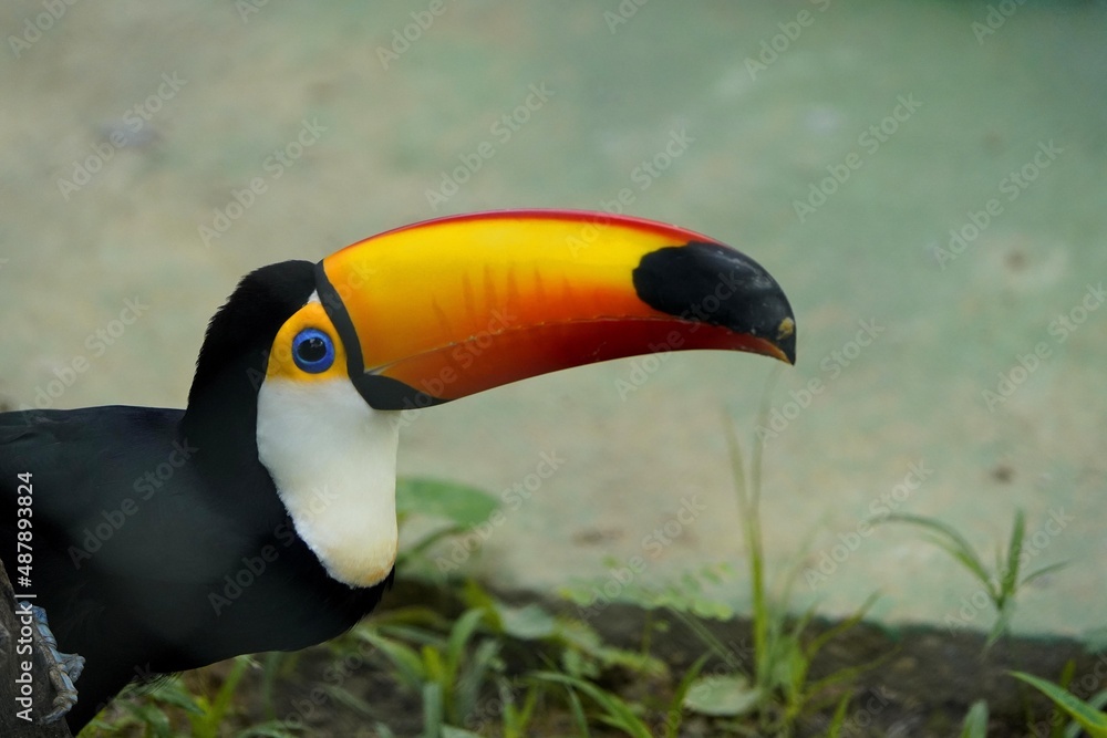 The toco toucan (Ramphastos toco), also known as the common toucan or giant toucan, is the largest and probably the best known species in the toucan family.
The toco toucan (Ramphastos toco), also known as the common toucan or giant toucan, is the largest and probably the best known species in the toucan family.
