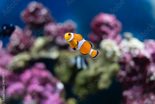oscellaris clownfish is orange and vibrant in a salt water aquarium