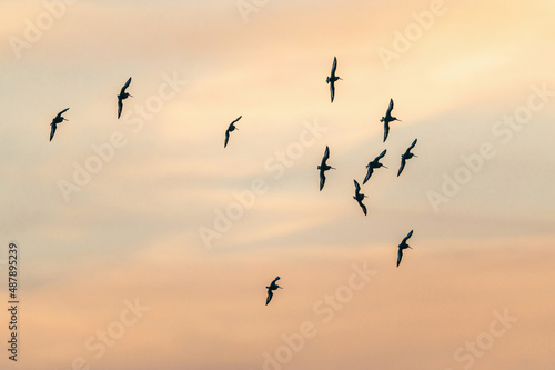Black-tailed Godwit, Limosa limosa in the flight at sunrise